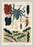 Ornate Rustic White Wood Framed Great Barrier Reef Molluscs and Planarians Vintage Illustration Wall Art Print